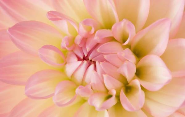 Thermiva / Vaginal Rejuvenation